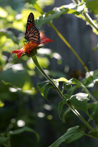 Close-up of butterfly pollinating on flower