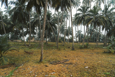 Trees on field in forest