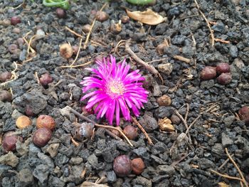 Close-up of purple crocus flowers growing on field