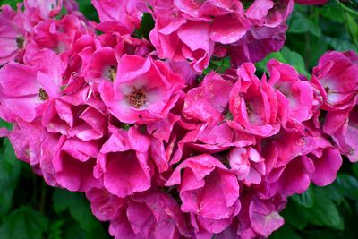 Close-up of pink flowers blooming outdoors