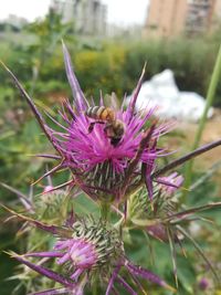 flowering plant