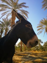 Close-up of horse against trees