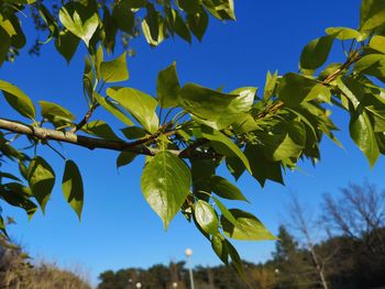 Low angle view of leaves against blue sky