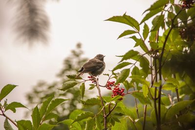 Bird perching on branch