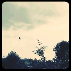 Low angle view of birds flying in sky