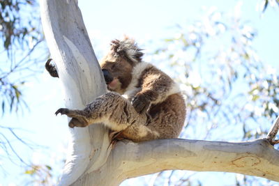 Low angle view of two birds on tree