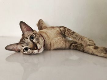 Portrait of cat resting on floor