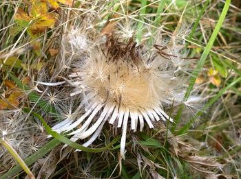 Close-up of dandelion growing in field