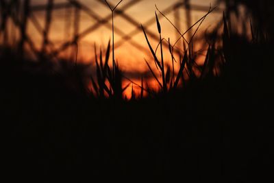 Close-up of silhouette plants on field against sky during sunset