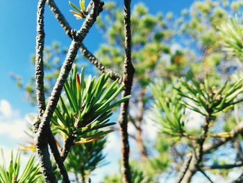 Low angle view of pine tree against sky