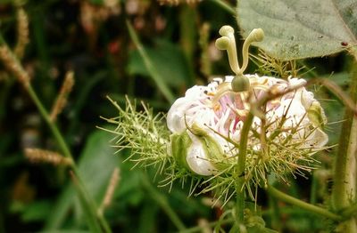 Close-up of flowers