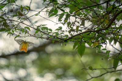 Low angle view of flowering plants on tree