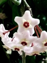 Close-up of white flowering plant