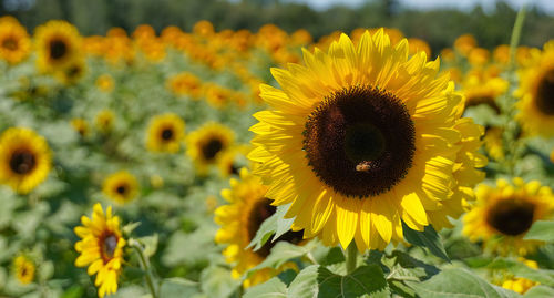 Close-up of yellow sunflower on field