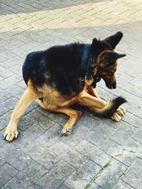 High angle view of dog lying on sidewalk