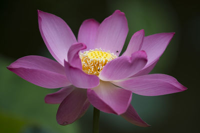 Close-up of pink water lily