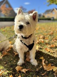 Close-up of dog on field