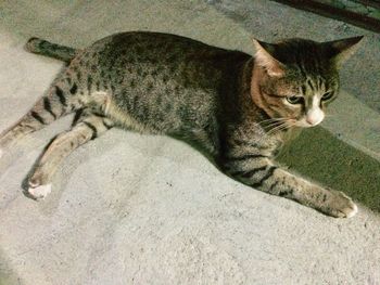 High angle view of cat resting on floor