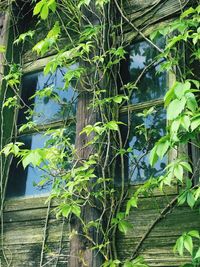 Close-up of ivy growing on tree