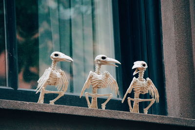 Close-up of bird skeletons on window sill