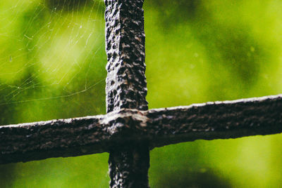 Close-up of lizard on tree