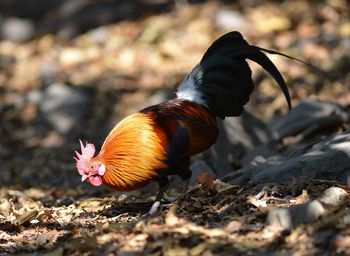 Close-up of a bird on field