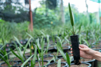 Person holding plant