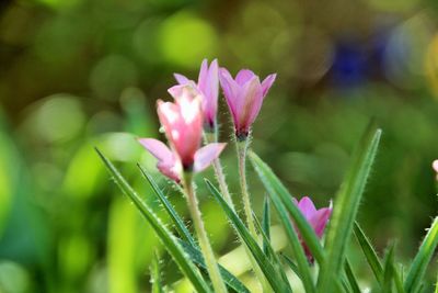 Close-up of pink flowering plant