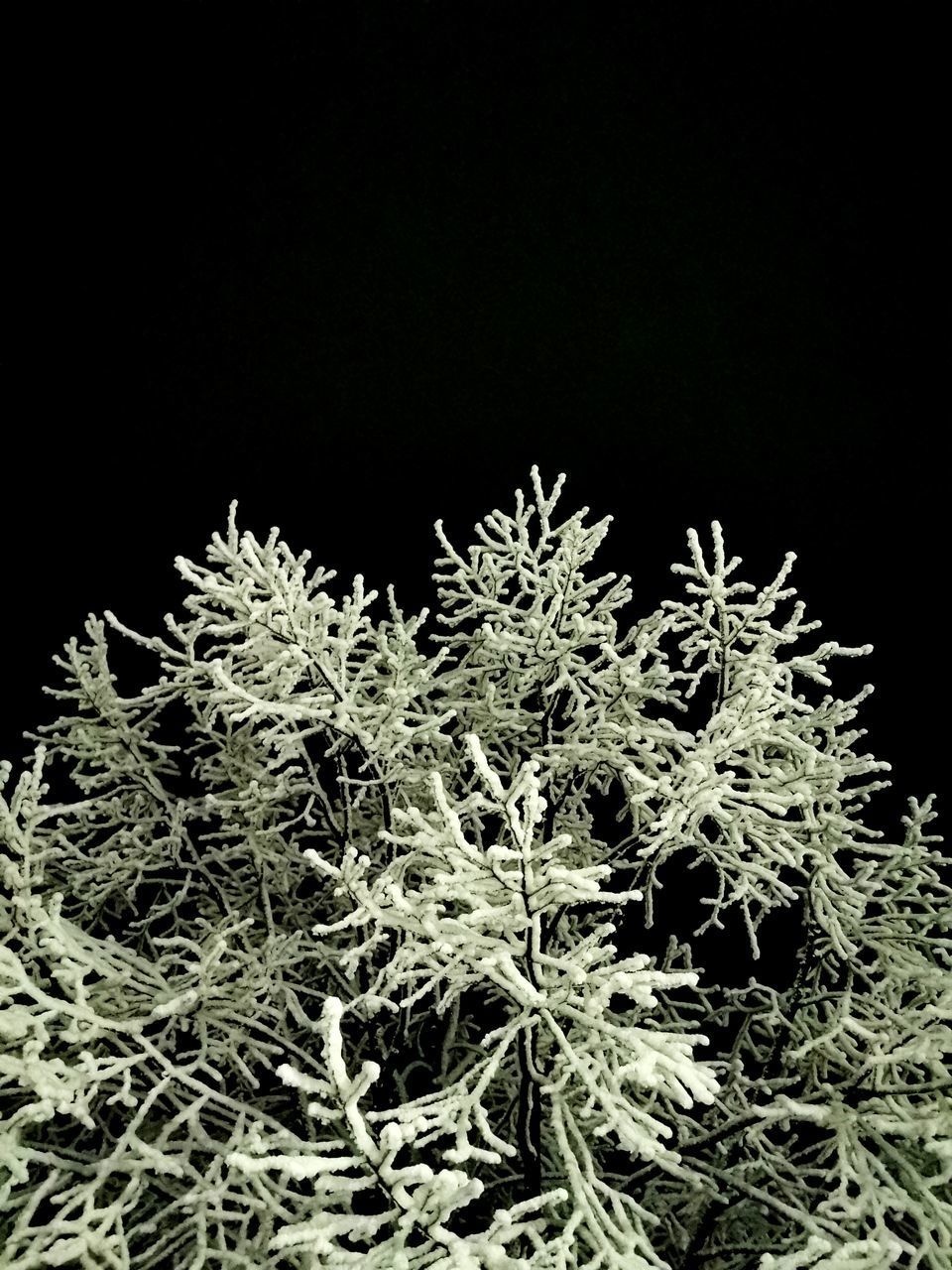 CLOSE-UP OF PLANT OVER BLACK BACKGROUND