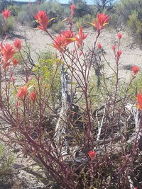 Close-up of red flowers