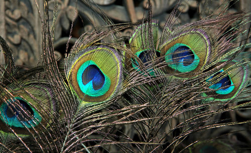 Close-up of peacock