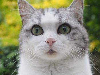 Close-up portrait of cat