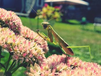 Close-up of insect on pink flower