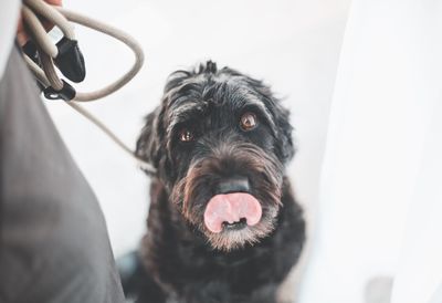 Portrait of black dog