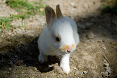 Close-up of baby white rabbit on field