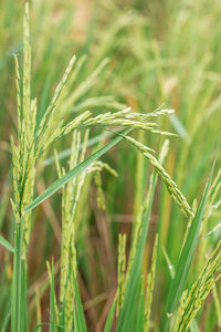 Close-up of wheat growing on field