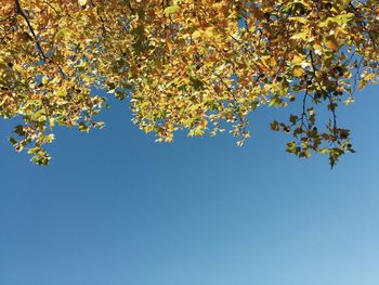 Low angle view of trees against clear blue sky