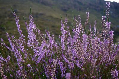 Close-up of purple flowering plants on field