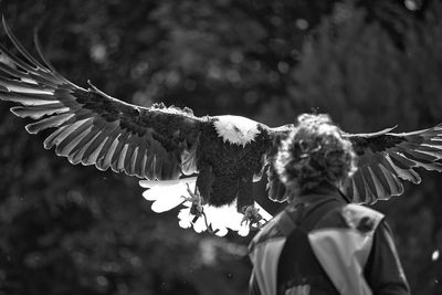 A bald eagle is landing - falconry