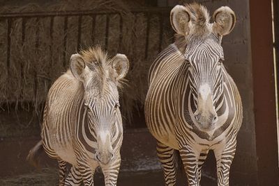 Close-up of zebras