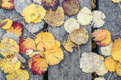 High angle view of maple leaves on wood