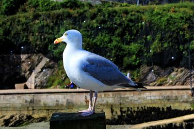 Close-up of seagull perching on wood