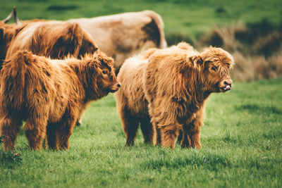 Lion standing in a field