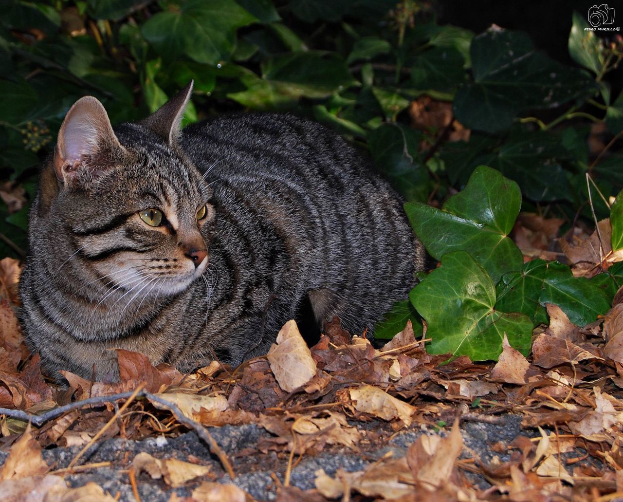 domestic cat, pets, one animal, animal themes, leaf, mammal, feline, domestic animals, no people, outdoors, day, nature, close-up