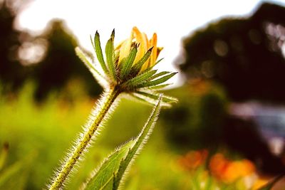 Close-up of flower plant