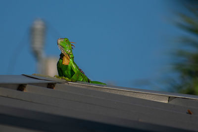 Iguana on a metal roof