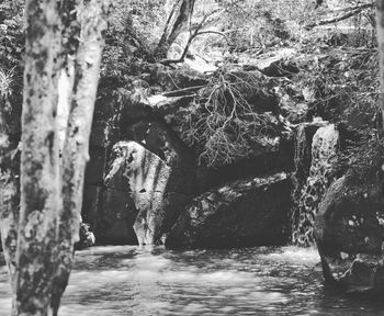 Scenic view of waterfall in forest