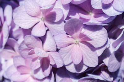 Close-up of pink hydrangea flowers