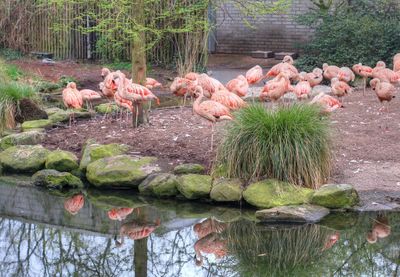 Birds perching on lake
