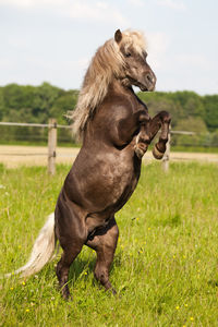 Horse on field against sky